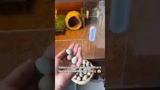 Breeding quail in an aquarium