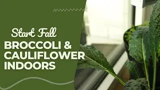 Starting My Fall Crops Indoors| Keeping the Cold Loving Veggies out of the Heat