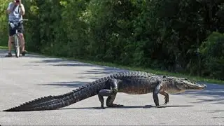 Florida Man Dies After Crashed His Car Into An 11- Foot Alligator #carolinagirl