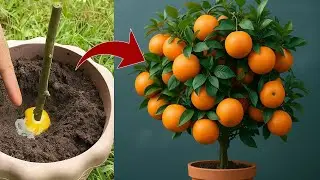 🌱 How to Propagate Orange Tree from Cutting &ndash; Growing Orange Tree from Cutting 🍊