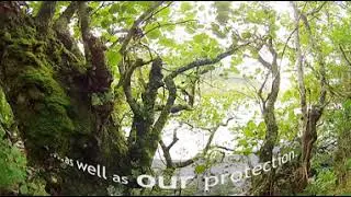 Plantlife Scotland Celtic Rainforest 360