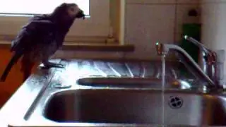 Graupapagei Walter badet.mp4