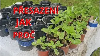 PŘESAZENÍ JAHOD: Množení & Příprava na TOP Sklizeň 2026! 🍓 #jahodník
