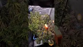 Oct. 11th update ( Days 53 and 7 of flower ).