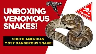 I BOUGHT THE DEADLIEST SNAKE IN SOUTH AMERICA, WHAT'S INSIDE THE BOX?
