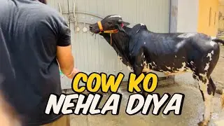 Nahlane Ke Baad Cow Ki Cute Masti 😍🐮”