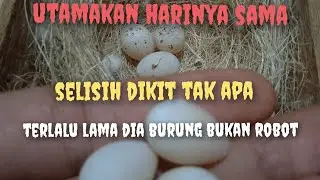 cara meletakkan telur blackthroat pada induk titipan atau ibu tiri (part3)