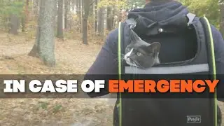 Prepare Your Cats To Evacuate Now ⚠️