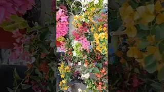 Bougainvillea small size prices in Galiff Street plant market #shorts #price