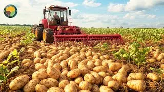 How Farmers Harvest Potatoes by Machine: Premium Potato Production Plant | Farming Documentary