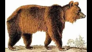 atlas bear accurate sound effects
