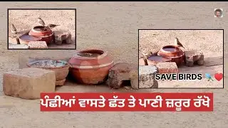 Birds video  | Save birds | save birds in summer | giving water to birds | birds sound | birds lover