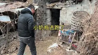 奶瓶放出去不见了，把小伙急坏了，还好虚惊一场#农村养殖