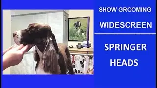 WIDESCREEN THE BEST-- HEAD SPRINGER SHOW GROOMING