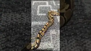 royal ball python ❤️#shorts #wildlifeandpets #reptiles #snake #ballpython