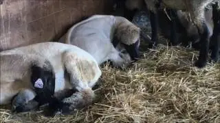 68 Seconds in Kinder Farm Park