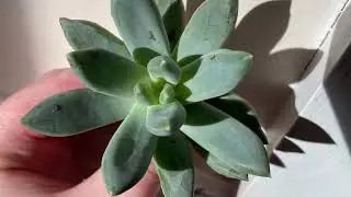 Распаковка Пахифитума Хукера 🌵