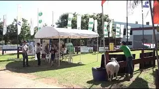Rubro ovino: est&aacute; en marcha expo nacional Texel 2018
