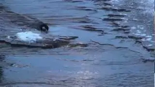 koskikara Cinclus cinclus, Perni&ouml;n rokkaava pingviini.