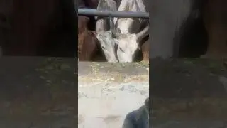 #cow#gaushala#gosewa#gaumata#gauma #animals #cattleworld #ytshorts #shortsfeed#devotional#bhakati#yt