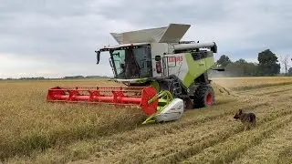*NEW* CLAAS TRION 750 TREBBIATURA RISO