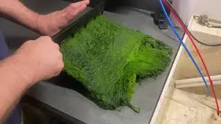 Foursquare Aquatics - Algae Harvest - 220709