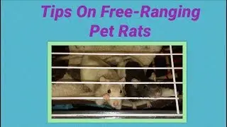 Tips on Free-Range/Playtime for Pet Rats