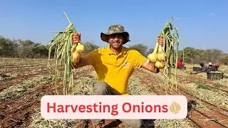Onion🧅Harvesting Chalu Ho Gaya| Africa🌱