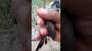 طريقة علاج جناح البلبل المخلوع.. اياد حميد الزعيلي.ناصرية