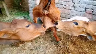 Calves drink goat milk latest video 😋