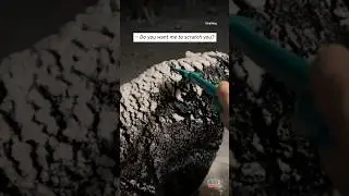 Snow-covered Bear Gets a Back Scratch #shorts