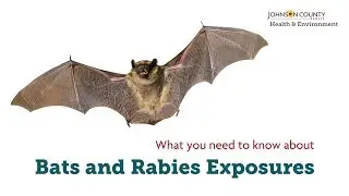 Bats and Rabies Exposures