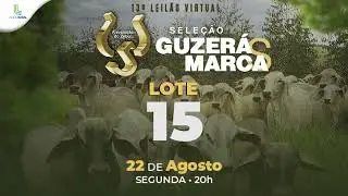 LOTE 15