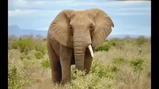 Post train eli the elephant 