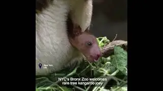 NYC's Bronx Zoo welcomes rare tree kangaroo joey
