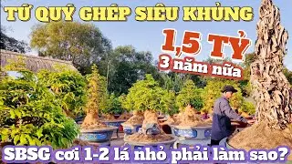 SBSG giảo Bình Dương cơi 1-2 lá nhỏ phải làm sao? Đã mắt vườn mai tứ quý ghép cây siêu khủng chú Sáu