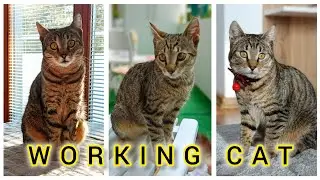 10 things a cat does🐾#amezing #cute #catlover #magiccats #yourcat #cutekitty #love #sweet
