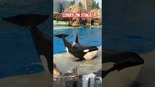 Корки &mdash; самая старая косатка в SeaWorld! 🐳 #морскоймир #косатка #косатка #милый #животные #шорты