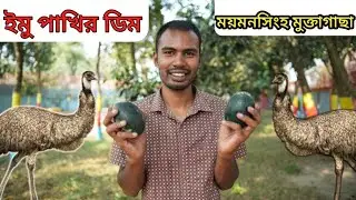 ইমু পাখি ডিম দিয়েছে!! ইমু পাখির ডিমের দাম কত?? সবকিছু জানতে পারবেন আজকের এই ভিডিওতে।