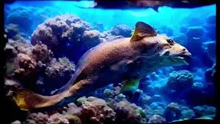 AI generated hallucination from coral reef - by Runway Gen 2