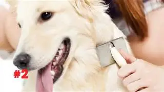 Top 7 natural ways to keep your dog shedding to a minimum