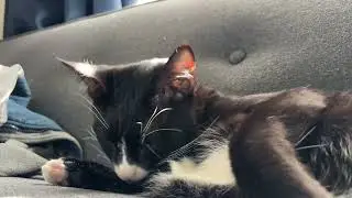 cleaning da tuxedo fur coat