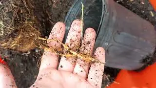 Hopniss transplanting from the national plant network 