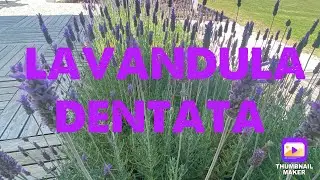 Lavandula dentata