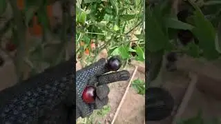 Томат Блю Питтс