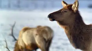 Winter Wildlife Wonders in Jackson Hole