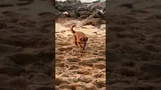 Beach Dogs in Hawaii