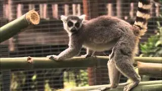 Guests Get Fresh with Lemurs at the San Diego Zoo Safari Park