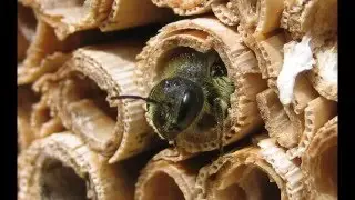 ZELENI ALATI - Izrada hotela za insekte