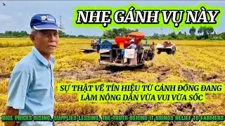GIÁ LÚA NHÍCH DẦN VẬT TƯ BỚT NẶNG GÁNH SỰ THẬT ĐẰNG SAU KHIẾN NÔNG DÂN NHẸ LÒNG|Giải Trí Miền Tây